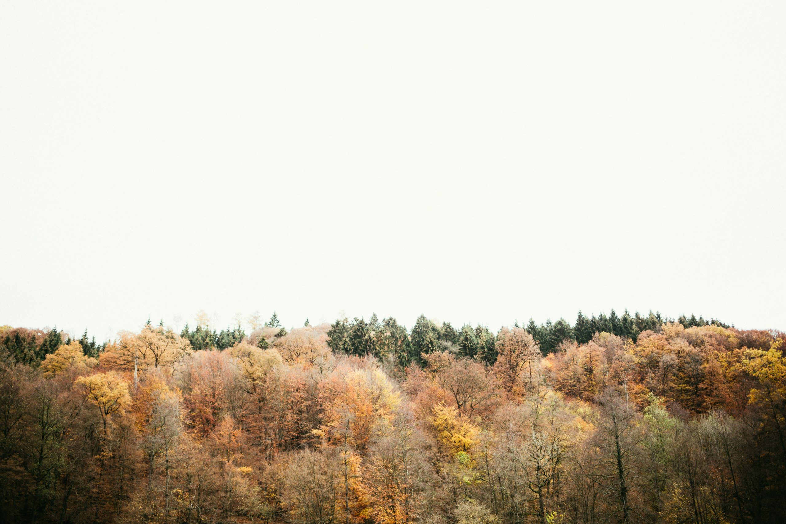 _55A6786
