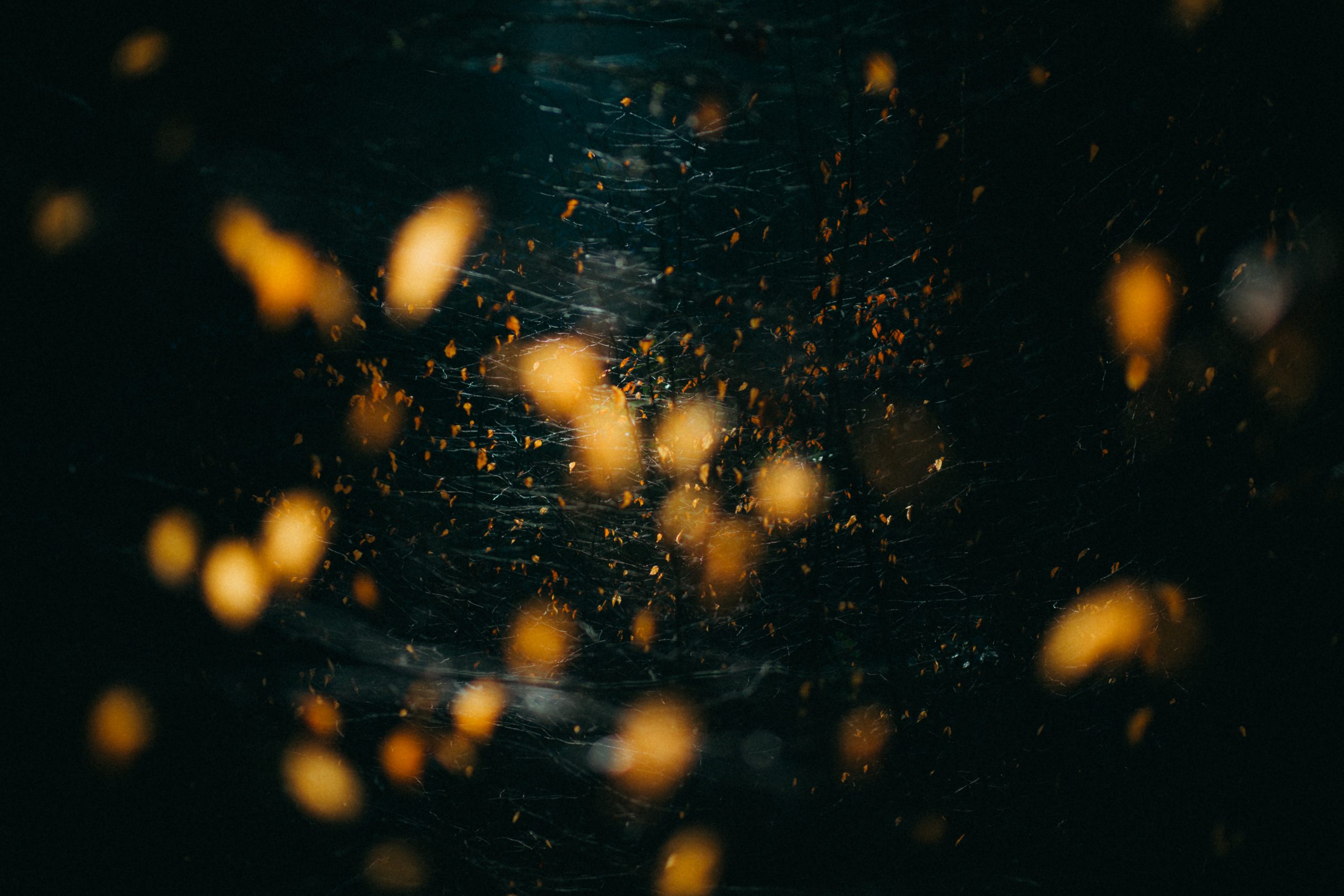 _55A8124