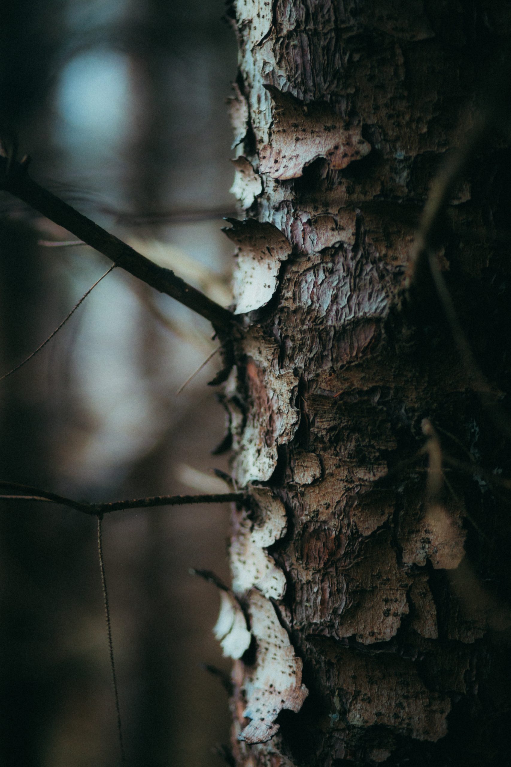 _55A8297