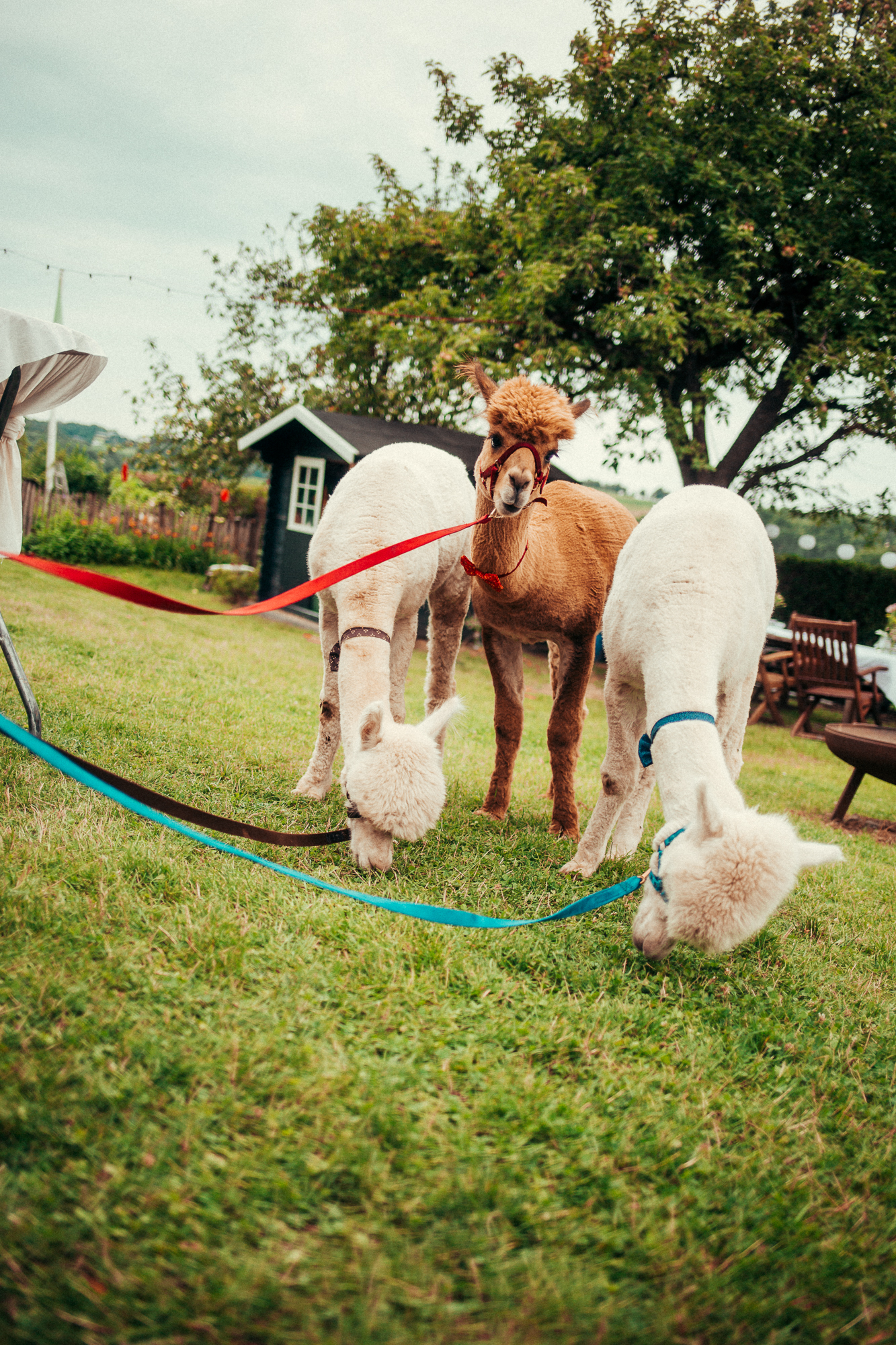 aleunxfranzi (13 von 23)