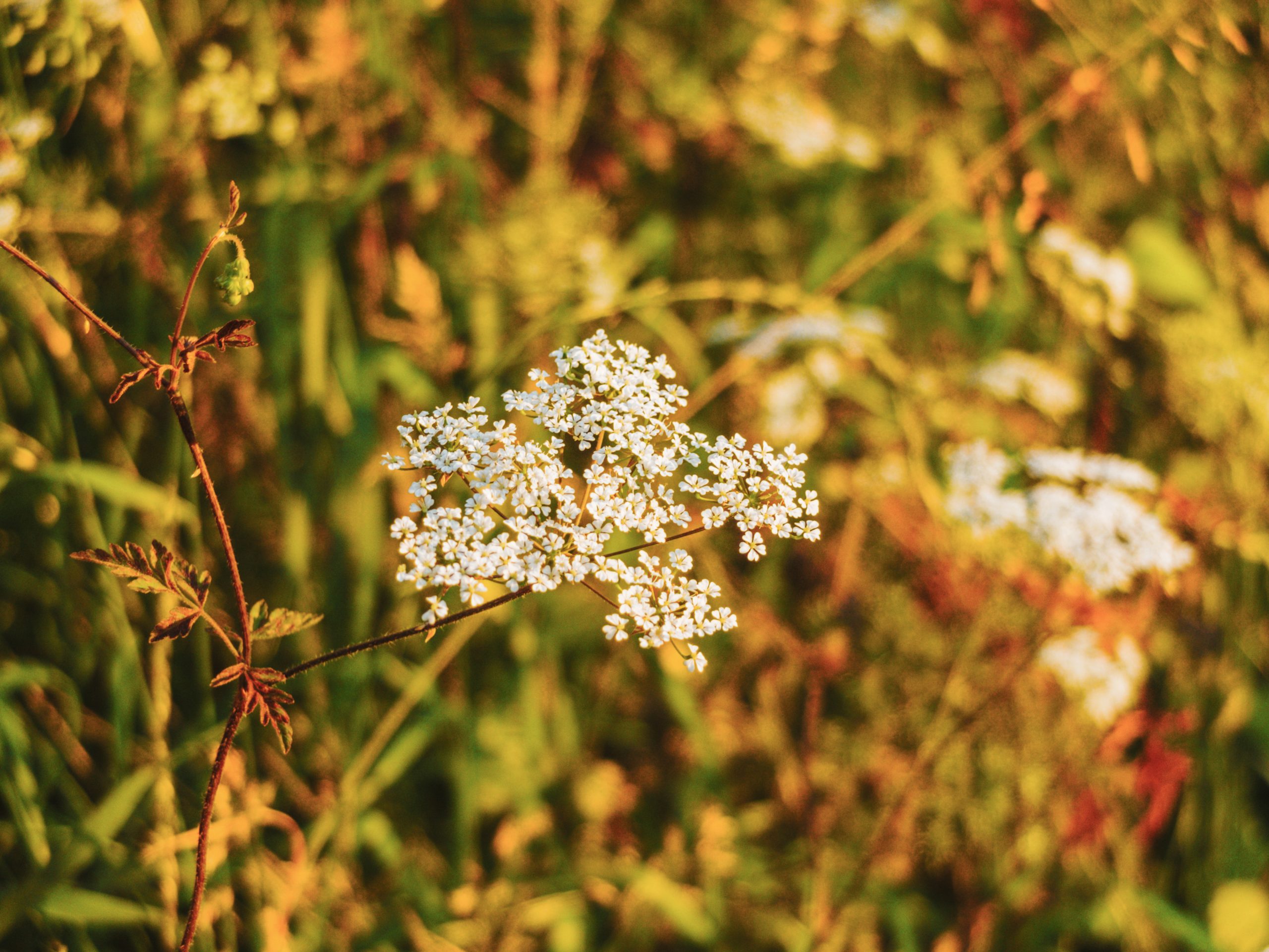 june (8 von 10)