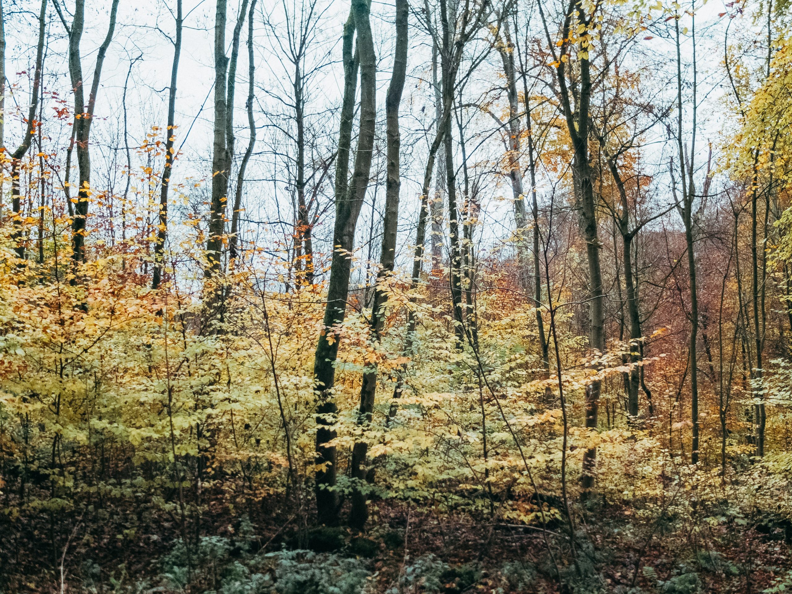 november (3 von 10)